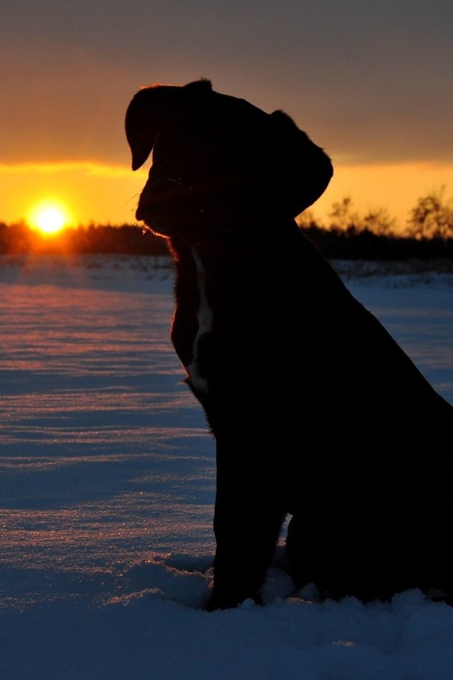 Обои солнце, снег, закат, щенок, the sun, snow, sunset, puppy разрешение 2144x1424 Загрузить