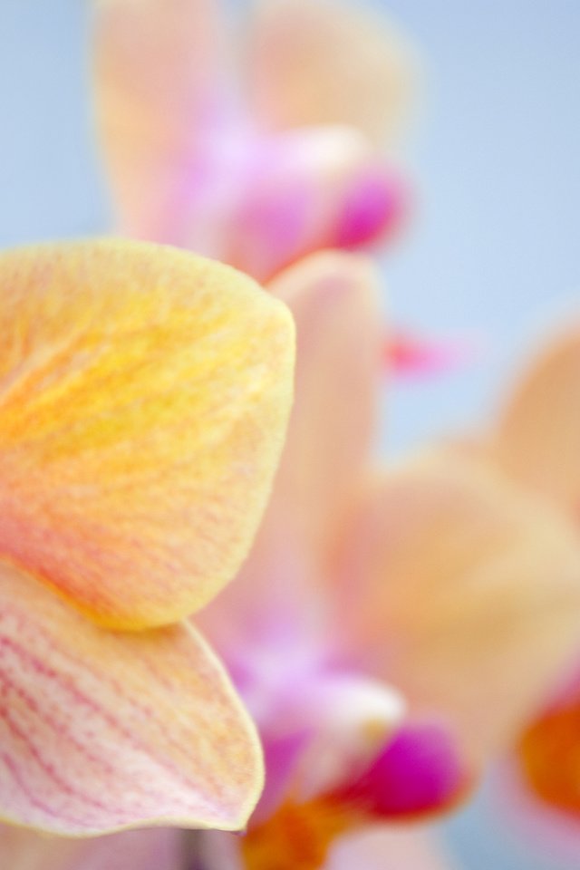 Обои цветок, орхидея, орхидею, flower, orchid разрешение 3043x2036 Загрузить