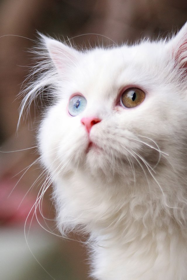Обои глаза, кот, кошка, взгляд, пушистый, белый, eyes, cat, look, fluffy, white разрешение 1920x1200 Загрузить