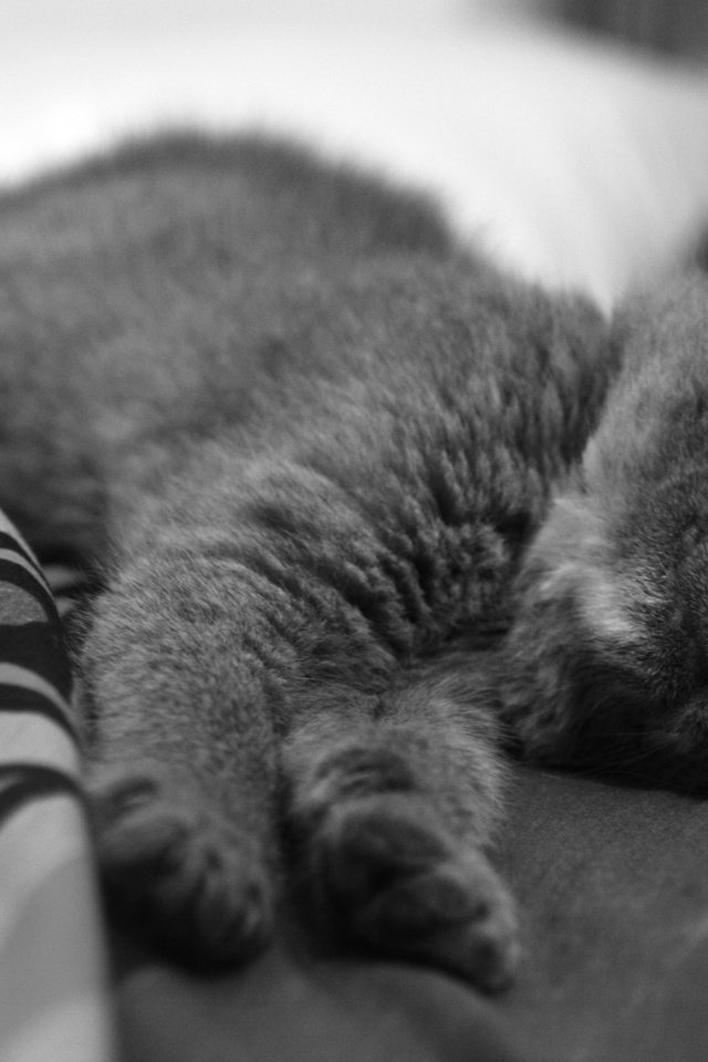 Обои чёрно-белое, котенок, спит, нос, black and white, kitty, sleeping, nose разрешение 3888x2592 Загрузить