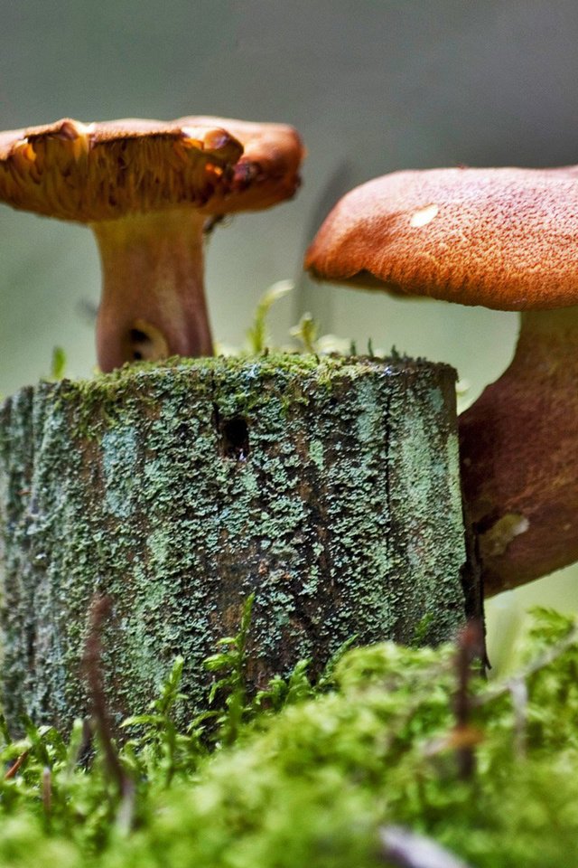 Обои трава, грибы, мох, пенек, grass, mushrooms, moss, stump разрешение 1920x1200 Загрузить