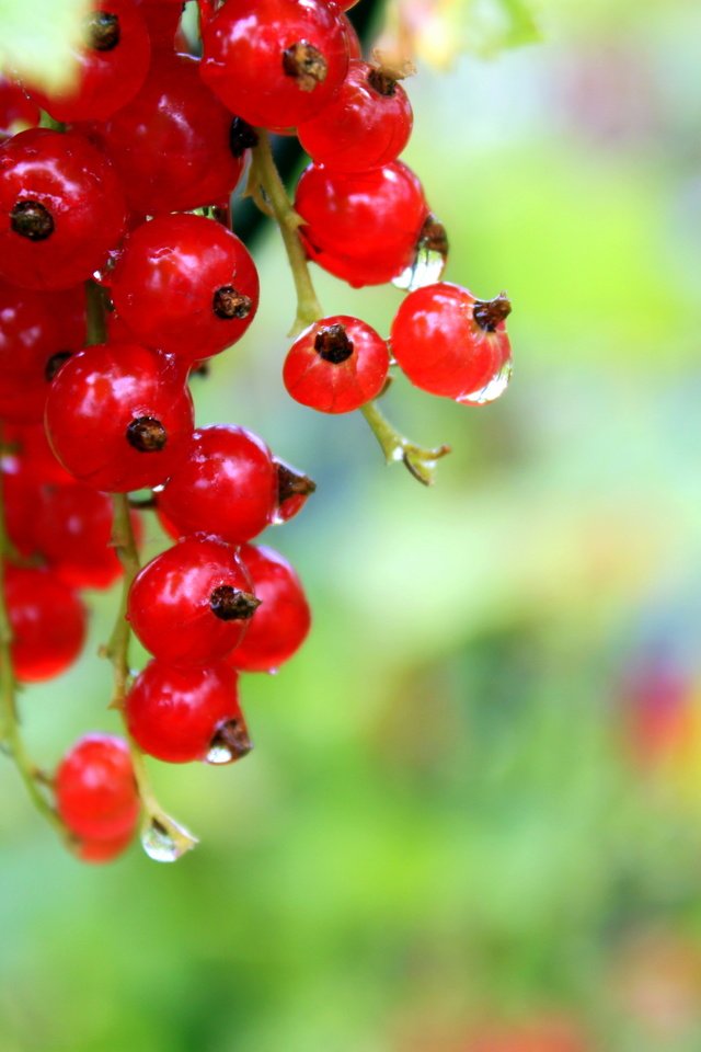 Обои капли, ягоды, красное, красная смородина, росса, смородина, drops, berries, red, red currant, ross, currants разрешение 4752x3168 Загрузить