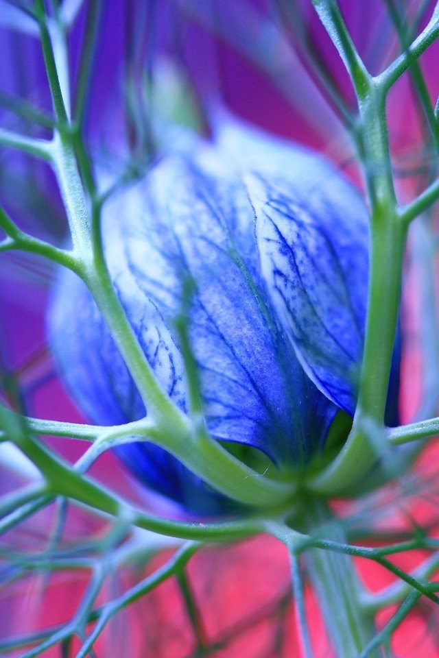 Обои макро, синий, цветок, бутон, шипы, чернушка дамасская, nigella damascena, macro, blue, flower, bud, spikes разрешение 2560x1600 Загрузить