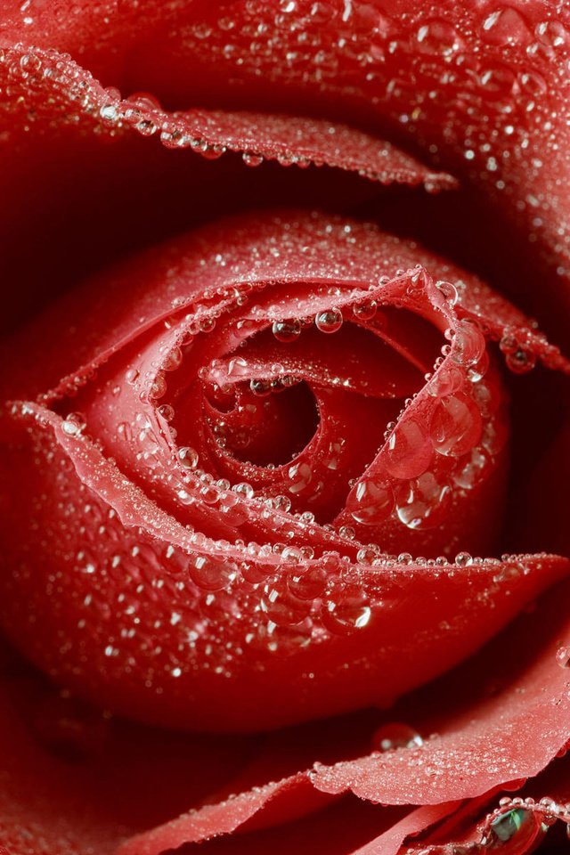 Обои цветок, роса, капли, роза, красный, бутон, flower, rosa, drops, rose, red, bud разрешение 1920x1200 Загрузить