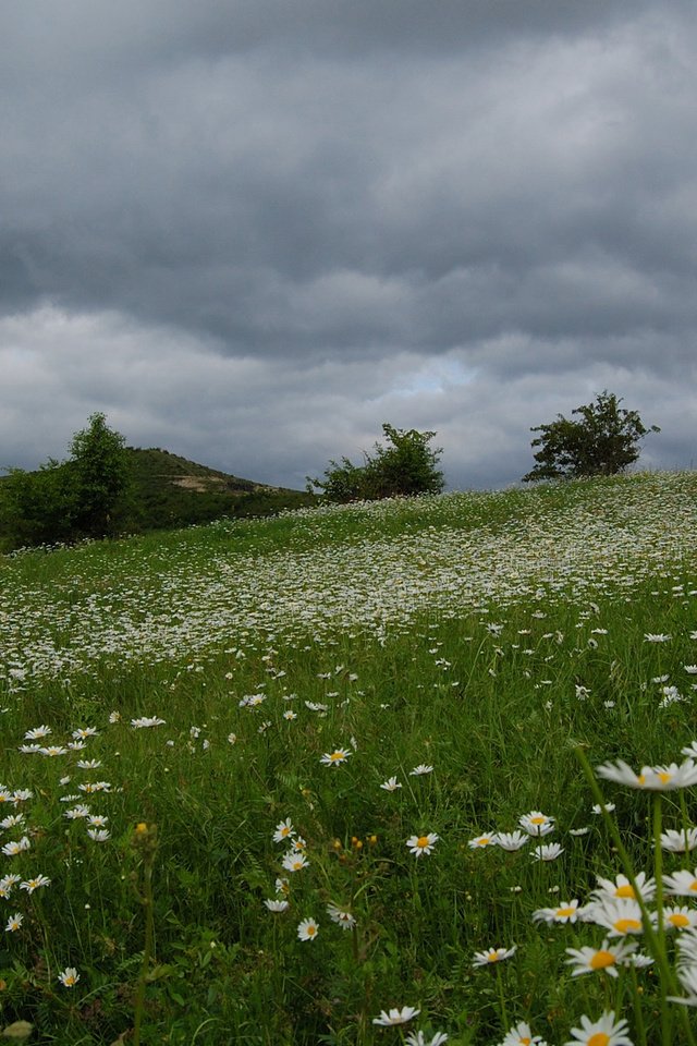 Обои поле, красивое, ромашек, field, beautiful, daisies разрешение 1920x1200 Загрузить