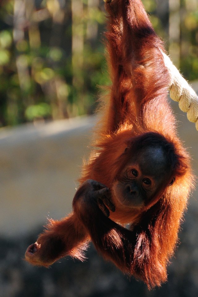 Обои канат, обезьяна, обезьянка, примат, орангутанг, орангутан, rope, monkey, the primacy of, orangutan разрешение 2560x1920 Загрузить