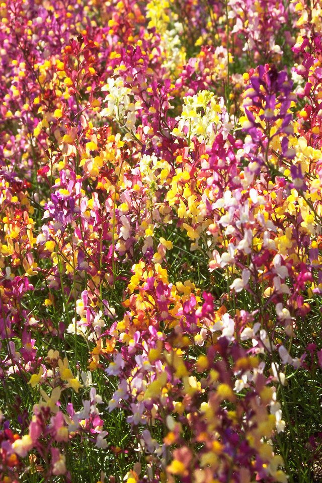 Обои цветы, разноцветные, льнянка, flowers, colorful, lanka разрешение 2560x1600 Загрузить