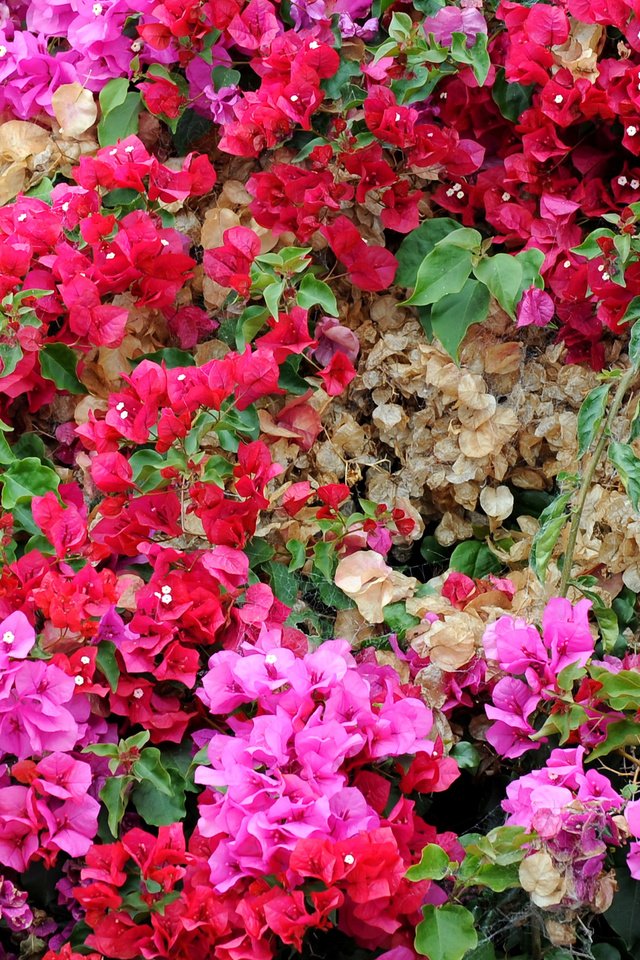 Обои цветы, лепестки, бугенвиллия, flowers, petals, bougainvillea разрешение 2560x1600 Загрузить