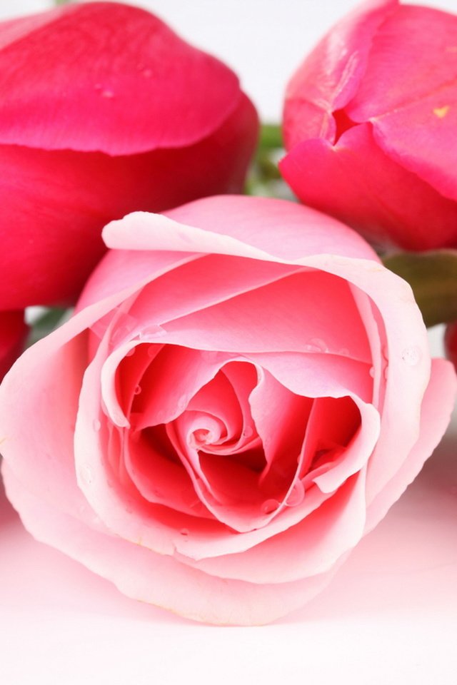 Обои цветы, бутоны, розы, букет, тюльпаны, flowers, buds, roses, bouquet, tulips разрешение 2560x1706 Загрузить