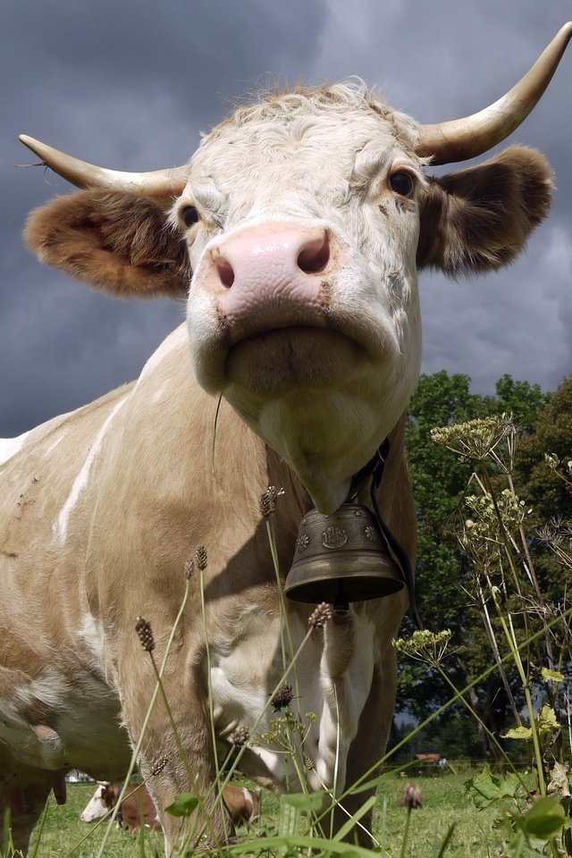 Обои природа, рога, корова, колокольчик, буренка, nature, horns, cow, bell, bessie разрешение 2560x1600 Загрузить