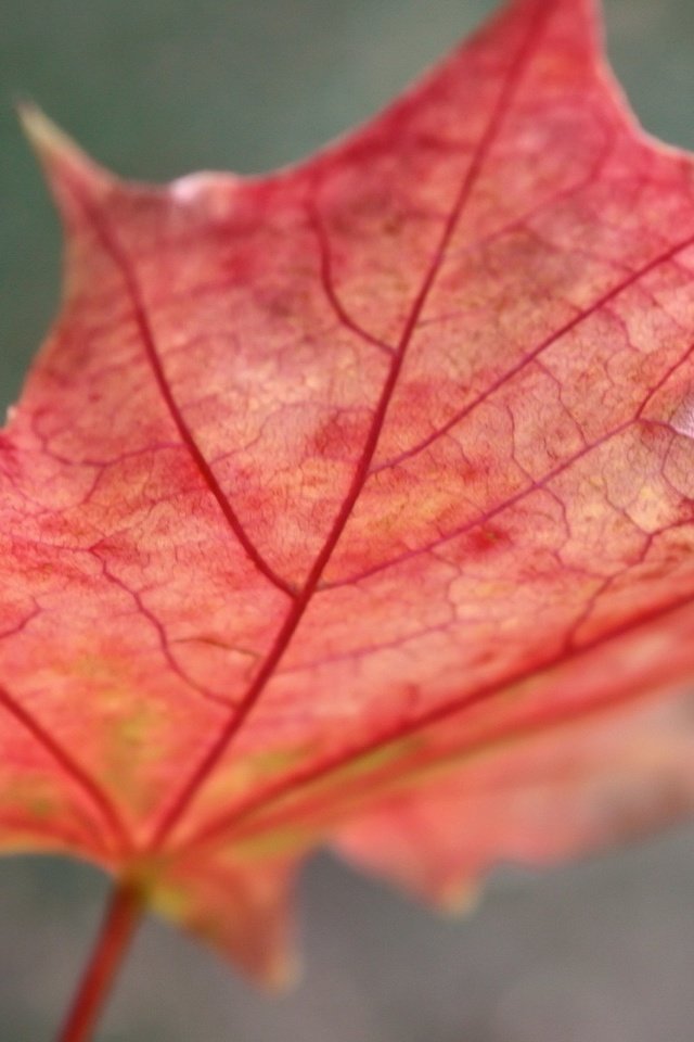 Обои макро, осень, красный, лист, размытость, клен, кленовый лист, крупным планом, macro, autumn, red, sheet, blur, maple, maple leaf, closeup разрешение 1920x1200 Загрузить