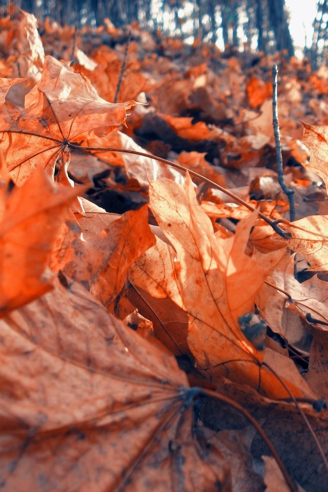 Обои природа, лес, листья, листва, осень, клен, сухая, nature, forest, leaves, foliage, autumn, maple, dry разрешение 1920x1440 Загрузить