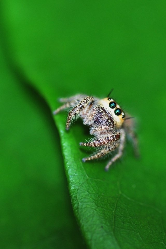 Обои глаза, маленький, лист, насекомые, паук, лапки, паучок, eyes, small, sheet, insects, spider, legs разрешение 1920x1200 Загрузить