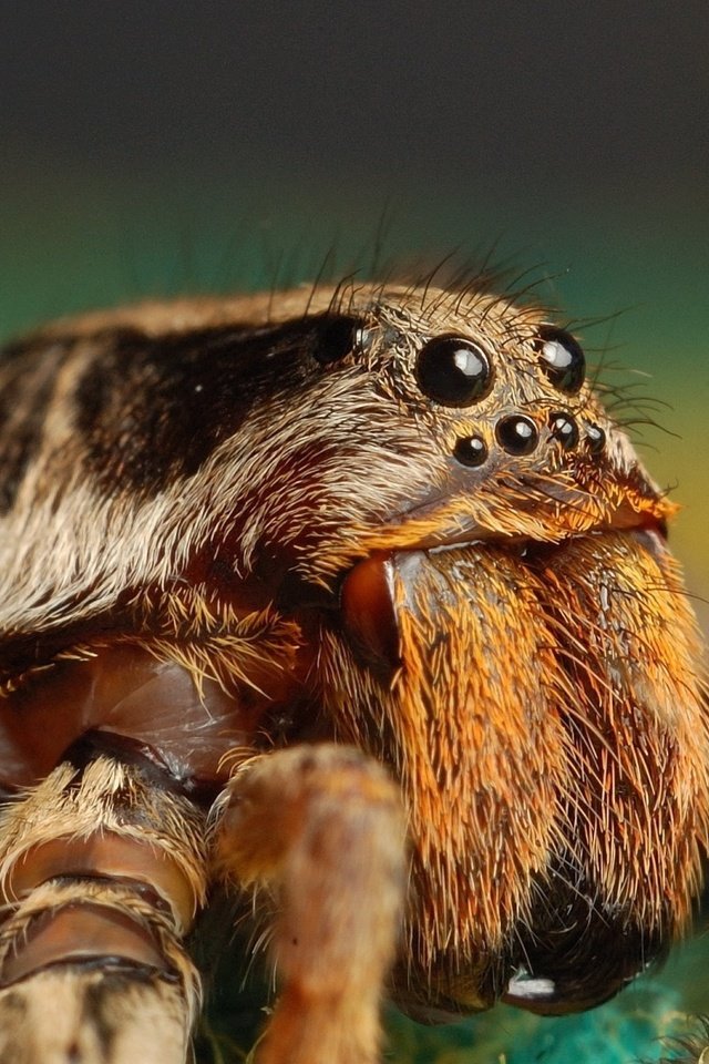 Обои глаза, макро, насекомое, насекомые, паук, мохнатый, тарантул, страшный паук, eyes, macro, insect, insects, spider, hairy, tarantula, scary spider разрешение 1920x1200 Загрузить