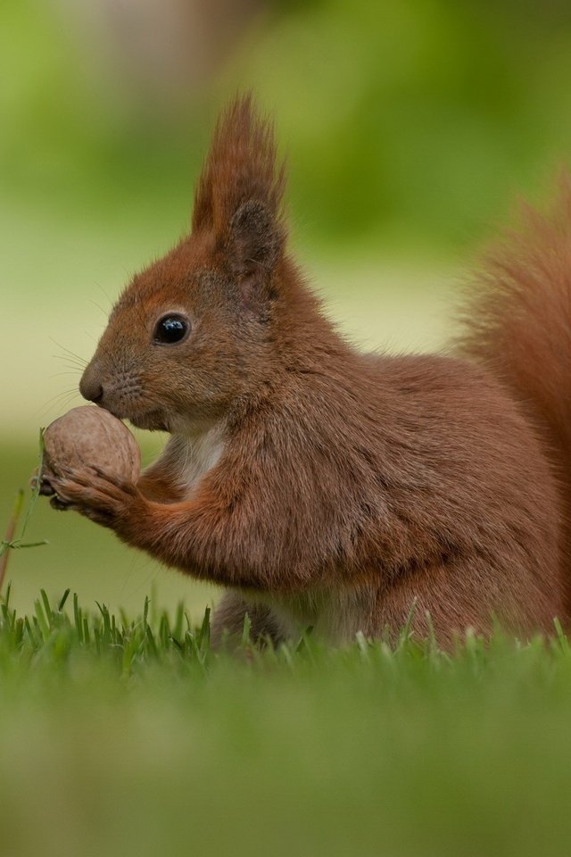 Обои белочка, орешек, squirrel, nut разрешение 1920x1200 Загрузить