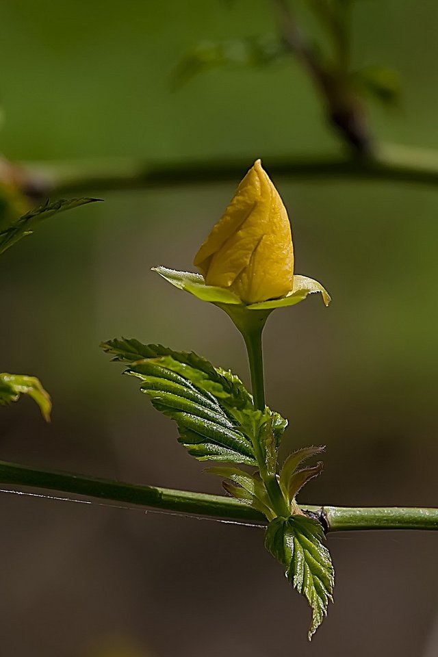 Обои цветы, ветка, бутоны, лето, flowers, branch, buds, summer разрешение 2560x1440 Загрузить