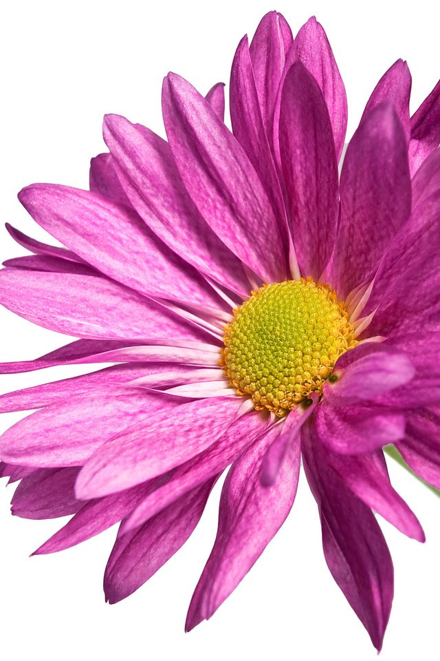 Обои cvetok, xrizantema, rastenie, леспестки, lepestki разрешение 2560x1600 Загрузить
