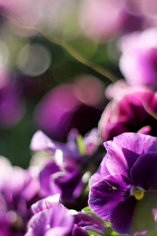 Обои цветы, растения, анютины глазки, фиолетовые, фиалки, anyutiny, flowers, plants, pansy, purple, violet разрешение 4500x1344 Загрузить