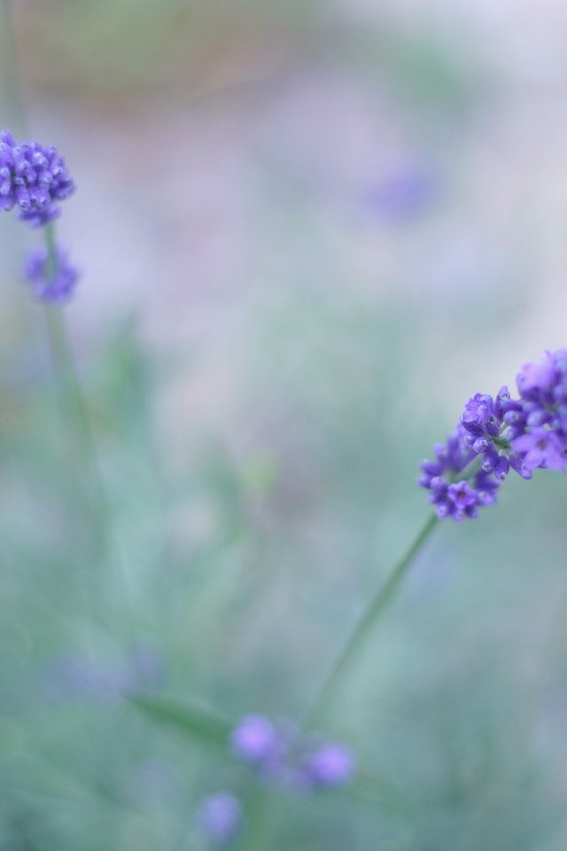 Обои цветы, макро, поле, лаванда, сиреневый, flowers, macro, field, lavender, lilac разрешение 1920x1280 Загрузить
