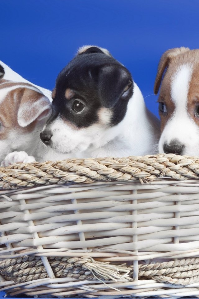 Обои корзина, щенки, синий фон, собаки, basket, puppies, blue background, dogs разрешение 1920x1200 Загрузить