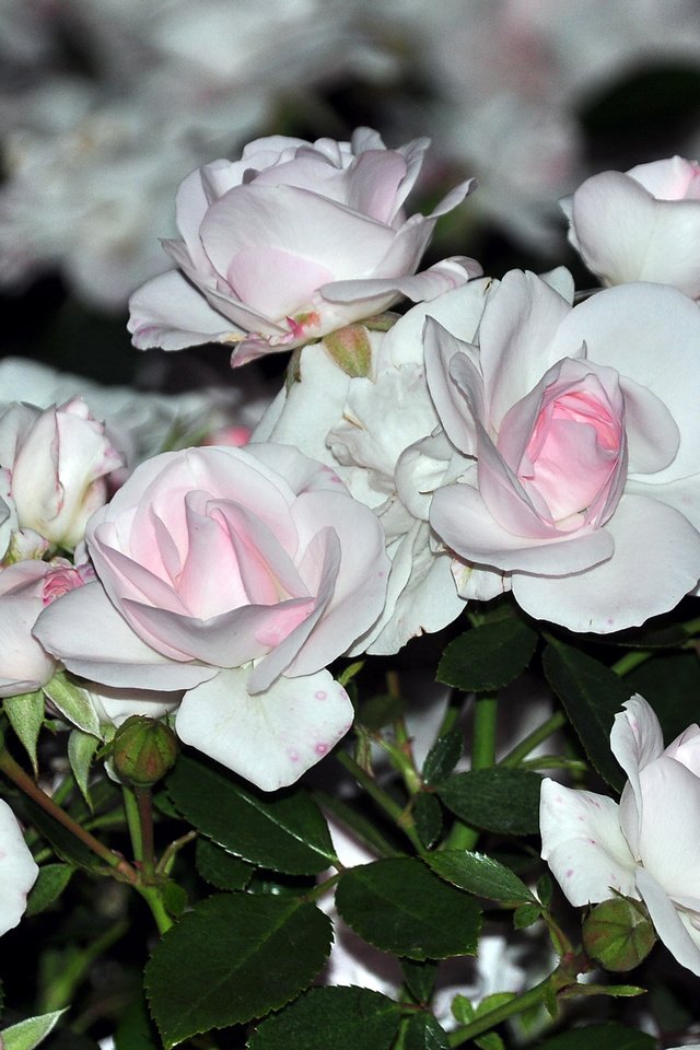 Обои cvety, belye, rozy, buket, nezhnye разрешение 2560x1600 Загрузить