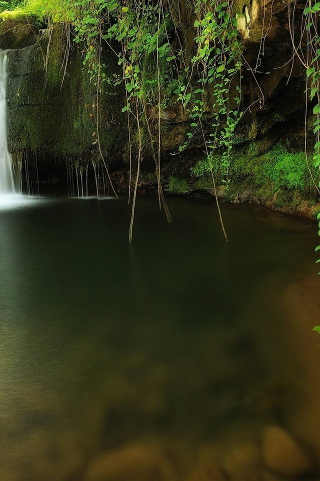 Обои озеро, природа, лес, водопад, лианы свисают, прозрачная вода, lake, nature, forest, waterfall, vines hang down, clear water разрешение 1920x1200 Загрузить