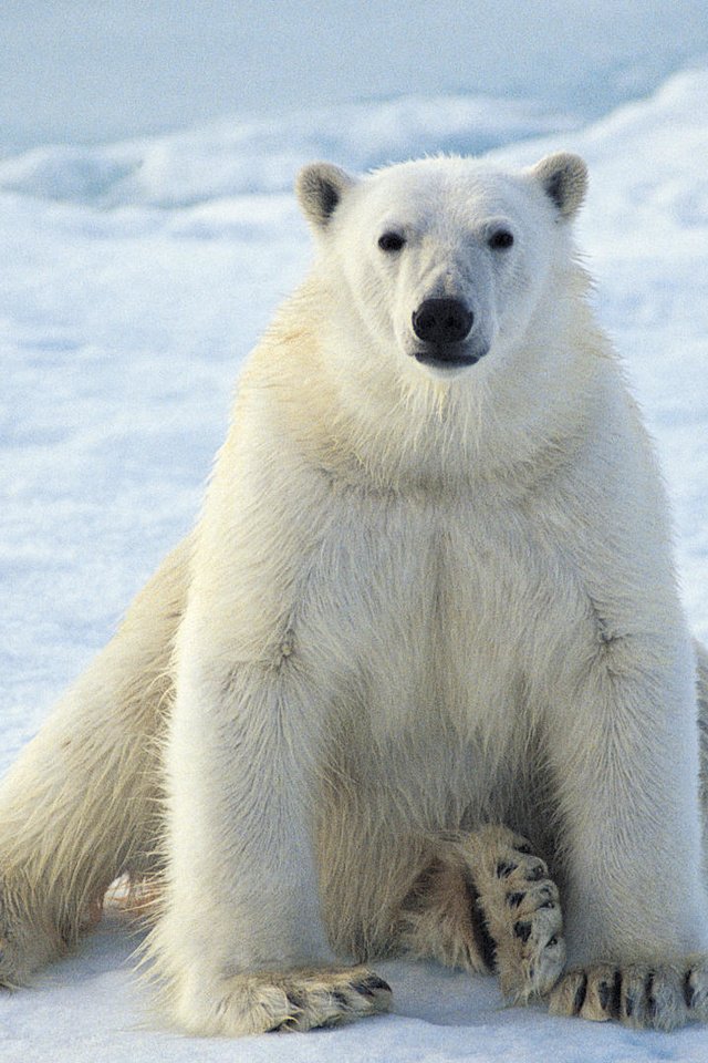 Обои зима, белый медведь, winter, polar bear разрешение 1920x1080 Загрузить