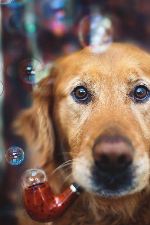 Обои фон, мордочка, взгляд, пузыри, собака, трубка, мыльные пузыри, золотистый ретривер, мыльные, soap, background, muzzle, look, bubbles, dog, tube, golden retriever разрешение 1920x1200 Загрузить