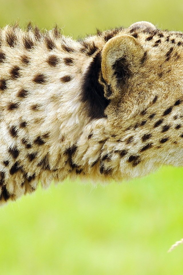 Обои морда, хищник, профиль, охота, гепард, крадётся, face, predator, profile, hunting, cheetah, sneaks разрешение 1920x1275 Загрузить