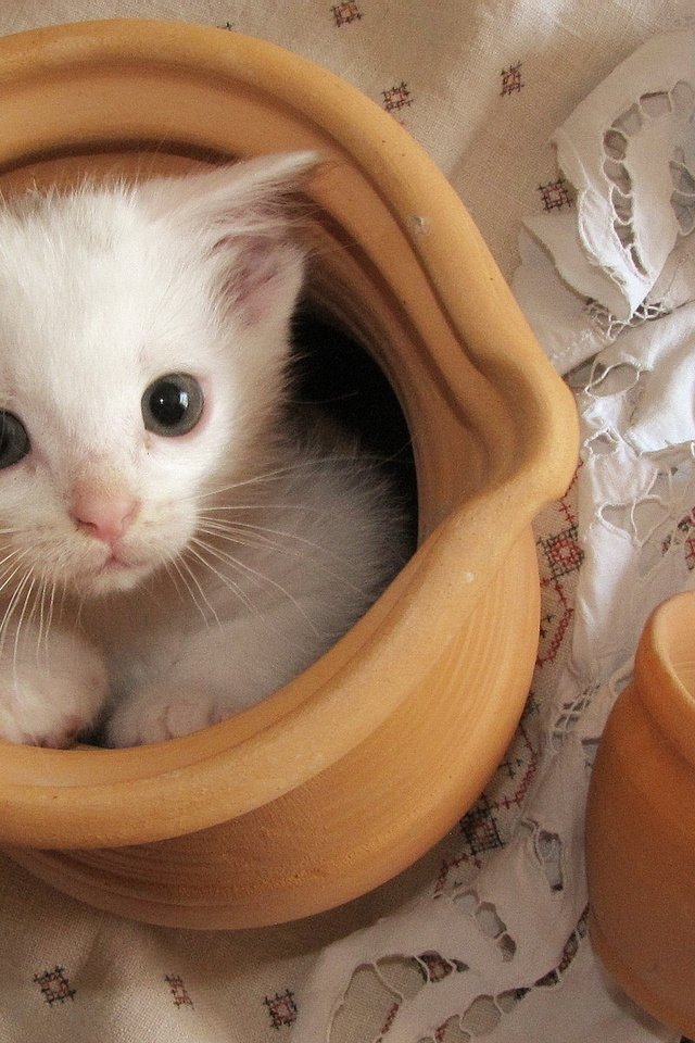 Обои кошка, котенок, белый, чашка, кувшин, скатерть, cat, kitty, white, cup, pitcher, tablecloth разрешение 1920x1200 Загрузить