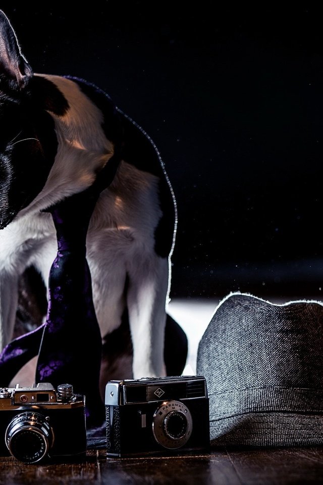 Обои фон, собака, шляпа, французский бульдог, фотоаппараты, background, dog, hat, french bulldog, cameras разрешение 2560x1600 Загрузить