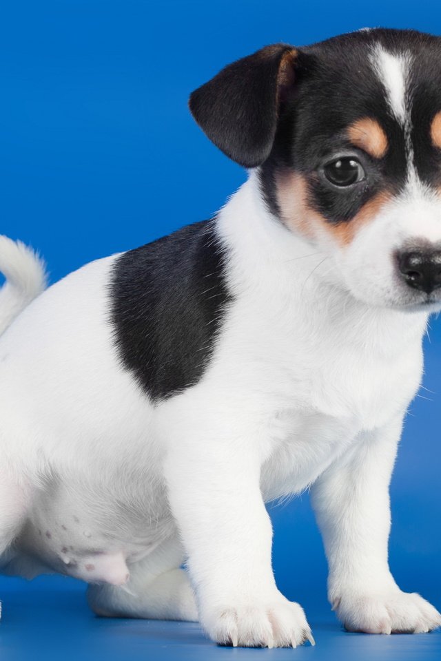 Обои собака, щенок, синий фон, джек-рассел-терьера, dog, puppy, blue background, jack russell terrier разрешение 2560x1600 Загрузить