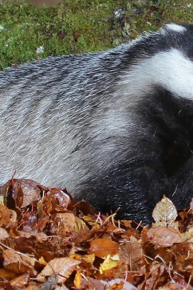 Обои природа, листья, мох, млекопитающее, барсуки, барсук, nature, leaves, moss, mammal, badgers, badger разрешение 2048x1271 Загрузить