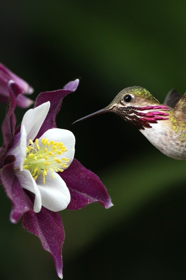 Обои полет, цветок, крылья, птица, клюв, перья, колибри, flight, flower, wings, bird, beak, feathers, hummingbird разрешение 2048x1372 Загрузить