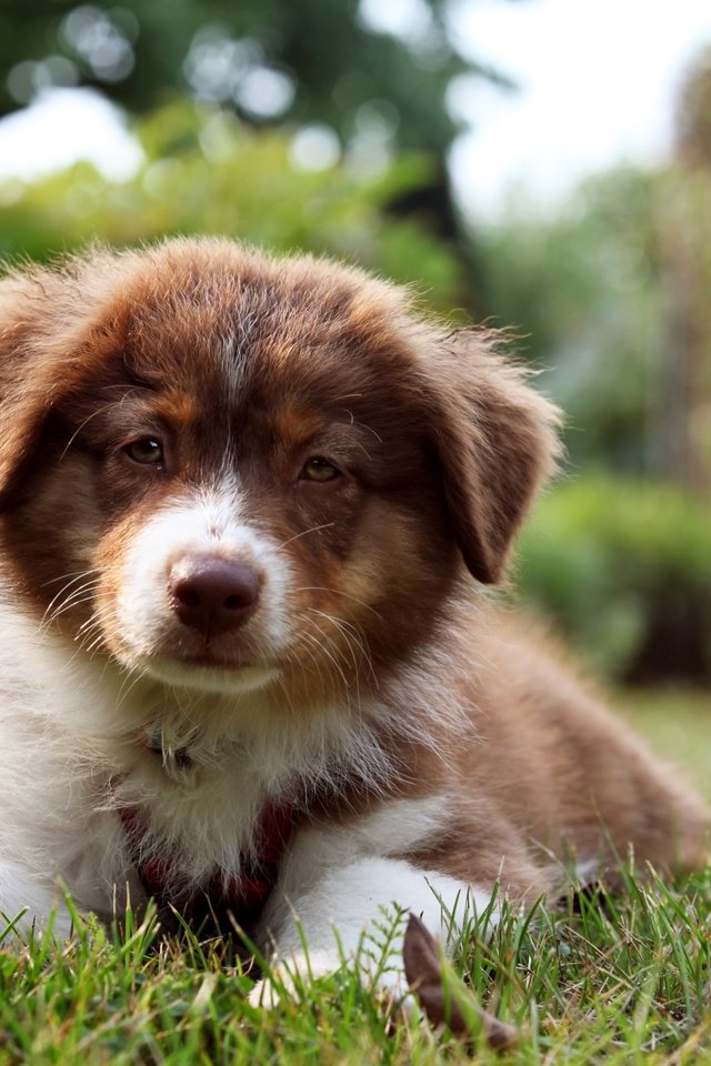 Обои трава, взгляд, собака, щенок, бордер-колли, grass, look, dog, puppy, the border collie разрешение 3600x2400 Загрузить