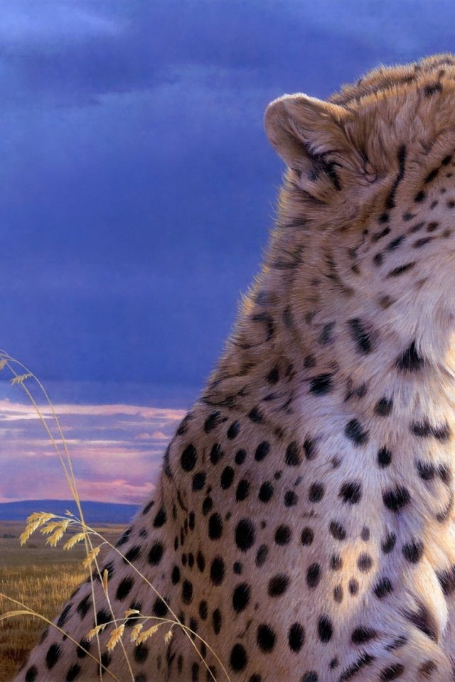 Обои гепард, daniel smith, cheetah разрешение 2560x1600 Загрузить