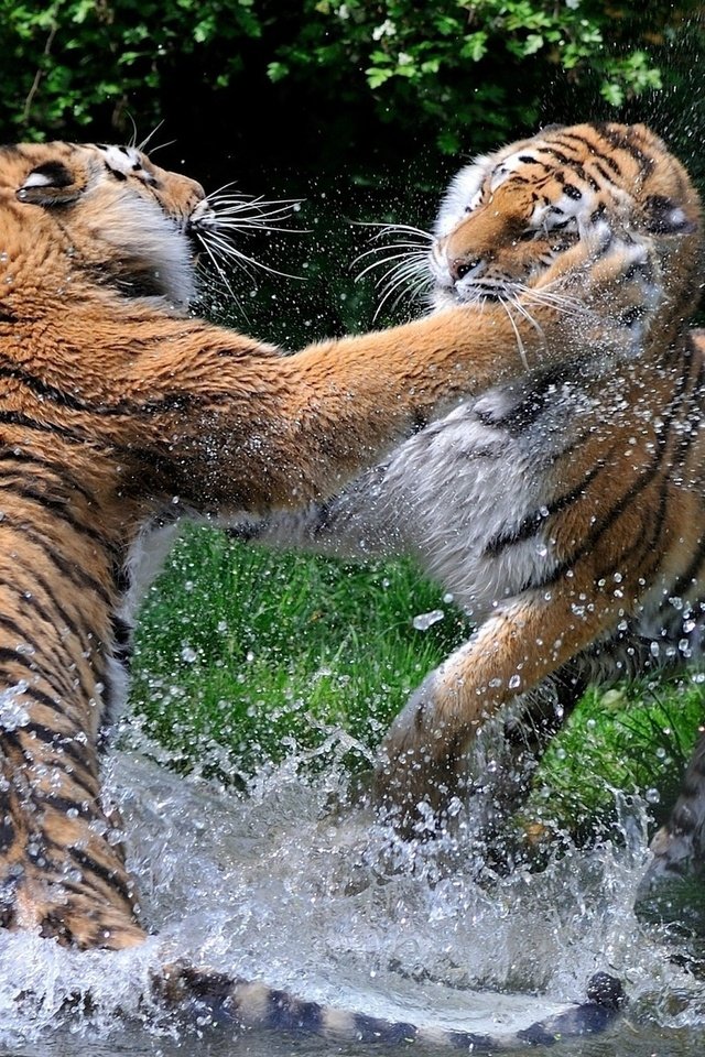 Обои тигр, брызги, игра, пара, дикие кошки, хищники, купание, драка, tiger, squirt, the game, pair, wild cats, predators, bathing, fight разрешение 1920x1200 Загрузить