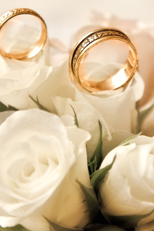 Обои бутоны, розы, белые, обручальные кольца, buds, roses, white, engagement rings разрешение 2560x1600 Загрузить