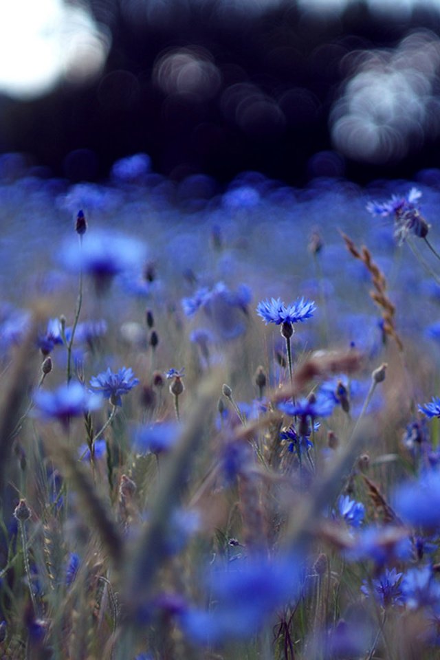 Обои поле, синее, васильки, field, blue, cornflowers разрешение 2560x1600 Загрузить