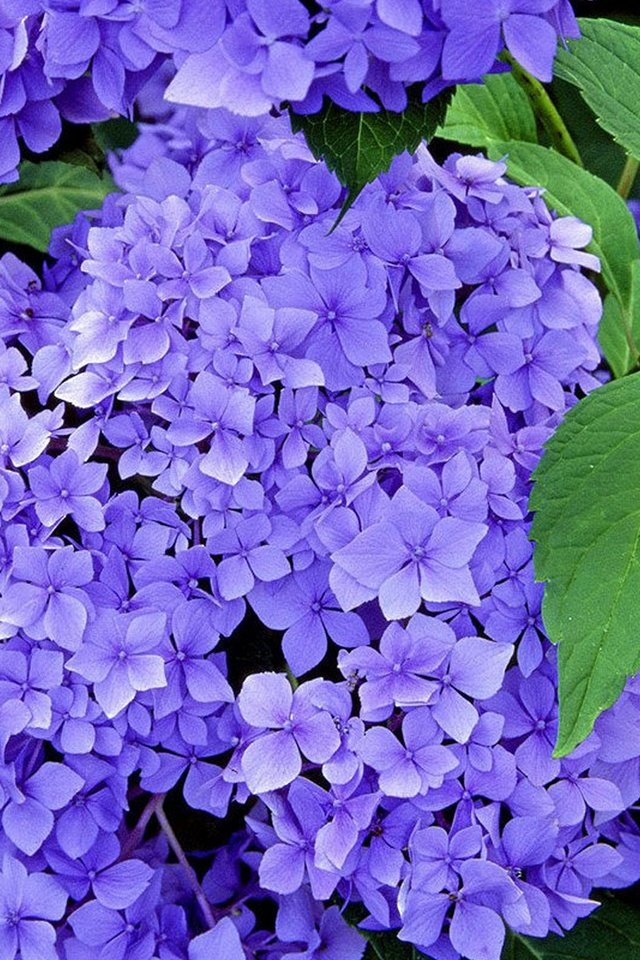 Обои цветы, листья, лепестки, голубая, синяя, гортензия, flowers, leaves, petals, blue, hydrangea разрешение 1920x1200 Загрузить