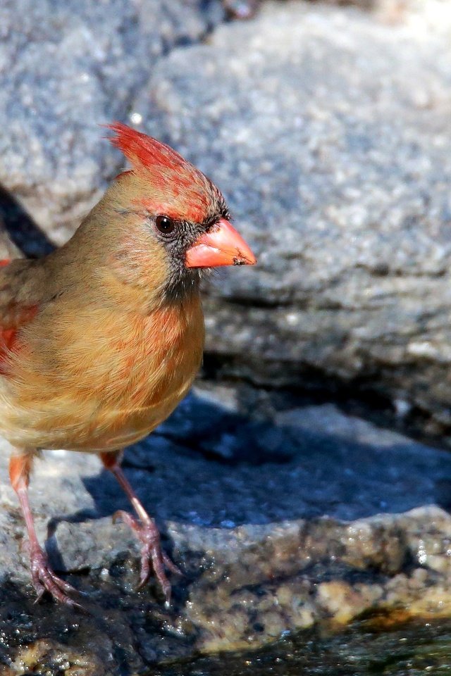 Обои цвет, птицы, камень, клюв, перья, кардинал, color, birds, stone, beak, feathers, cardinal разрешение 2969x1939 Загрузить