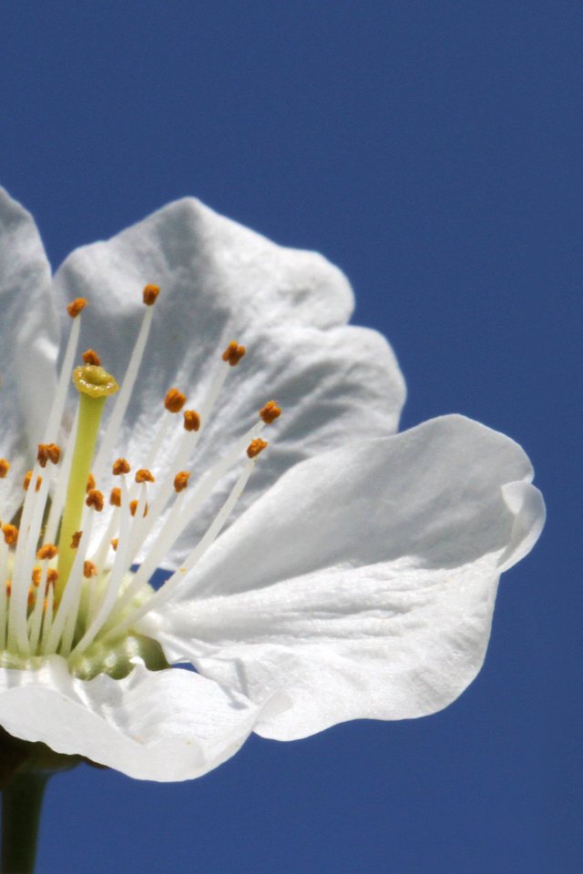 Обои небо, макро, цветок, белый, весна, яблоня, leo.lopez, the sky, macro, flower, white, spring, apple разрешение 2048x1269 Загрузить