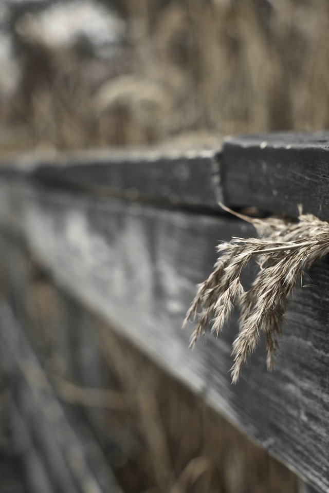 Обои трава, макро, забор, сухая, деревянный, grass, macro, the fence, dry, wooden разрешение 2560x1600 Загрузить