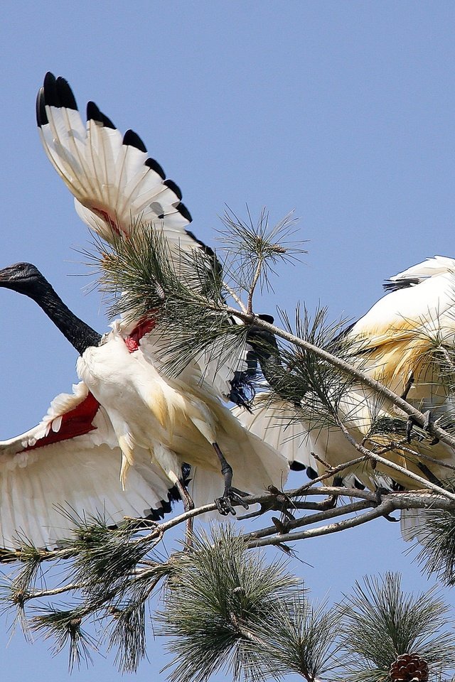 Обои небо, дерево, крылья, птицы, клюв, ибисы, ибис, колпицы, the sky, tree, wings, birds, beak, ibis, spoonbills разрешение 2000x1330 Загрузить