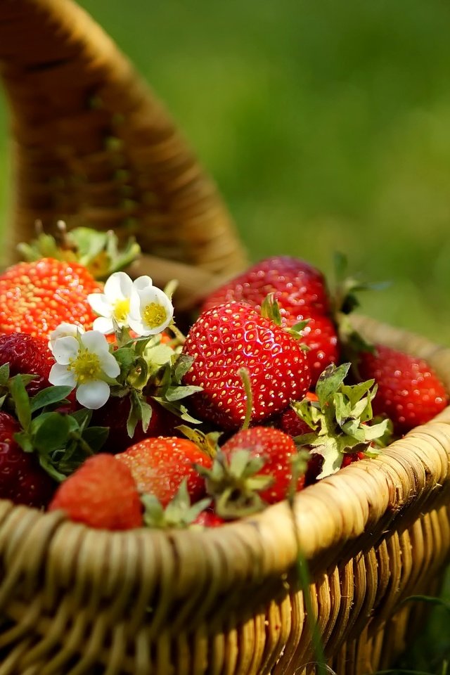 Обои цветы, трава, клубника, ягоды, корзинка, flowers, grass, strawberry, berries, basket разрешение 2048x1356 Загрузить