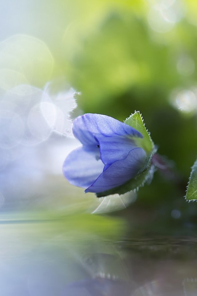 Обои цветы, макро, лепестки, синие, боке, flowers, macro, petals, blue, bokeh разрешение 2560x1440 Загрузить