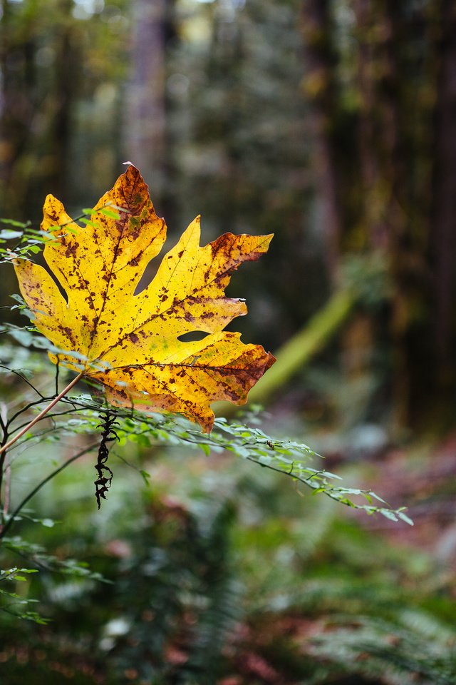 Обои природа, лес, осень, лист, nature, forest, autumn, sheet разрешение 2048x1280 Загрузить