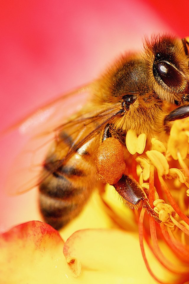 Обои природа, насекомое, цветок, пчела, nature, insect, flower, bee разрешение 2048x1152 Загрузить