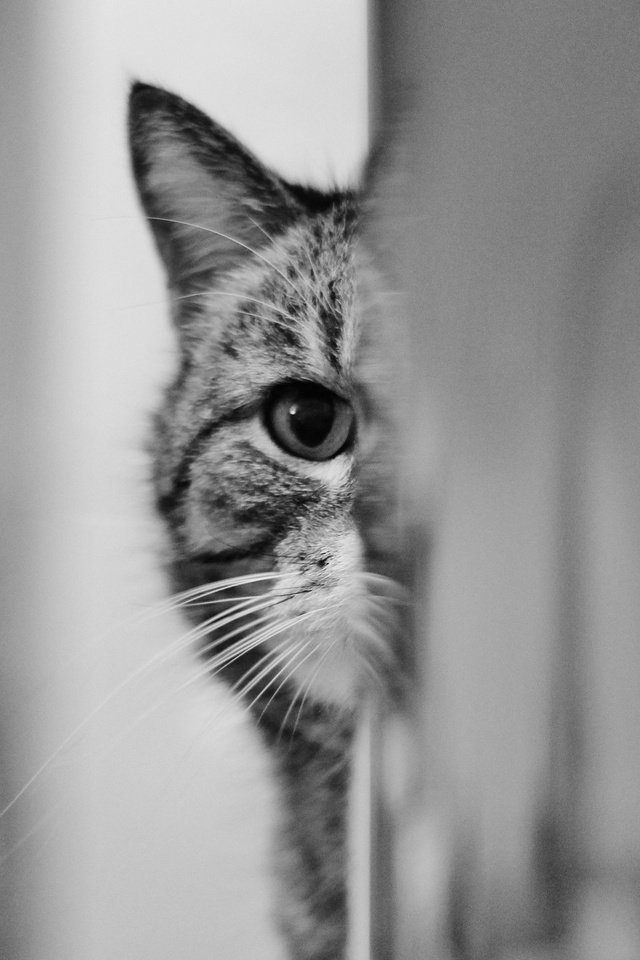Обои глаза, взгляд, кошак, котяра, eyes, look, koshak, tomcat разрешение 2048x1367 Загрузить