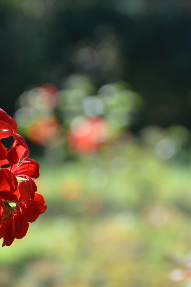 Обои природа, цветок, красный, nature, flower, red разрешение 4928x3264 Загрузить